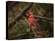 Song of the Red Bird 1-Jai Johnson-Premier Image Canvas