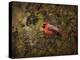 Song of the Red Bird 2-Jai Johnson-Premier Image Canvas