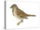 Song Sparrow (Melospiza Melodia), Birds-Encyclopaedia Britannica-Stretched Canvas