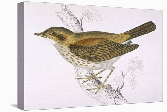 Song Thrush-Reverend Francis O. Morris-Premier Image Canvas