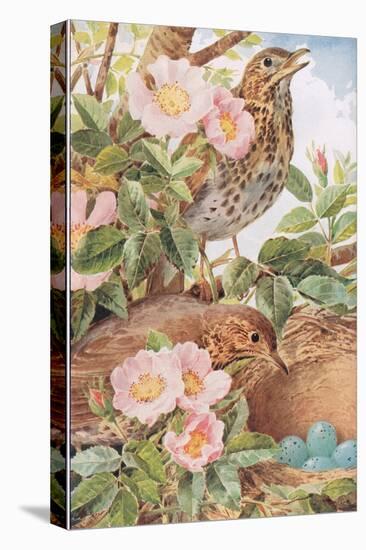 Song Thrushes with Nest, Illustration from 'Country Days and Country Ways', 1940s-Louis Fairfax Muckley-Premier Image Canvas