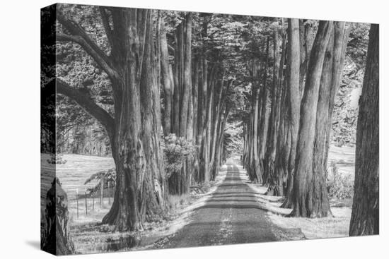 Sonoma Tree Tunnel, Northern California-Vincent James-Premier Image Canvas