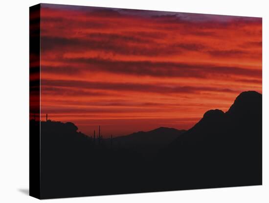 Sonora Desert, Saguaro National Park, Arizona, USA-Dee Ann Pederson-Premier Image Canvas