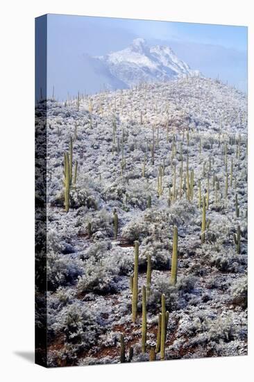 Sonoran Desert in Winter-James Randklev-Premier Image Canvas