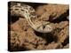 Sonoran gopher snake, bullsnake, blow snake, Pituophis catenefir affinis, New Mexico, wild-Maresa Pryor-Premier Image Canvas