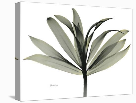 Sons of India Dracaena-Albert Koetsier-Premier Image Canvas