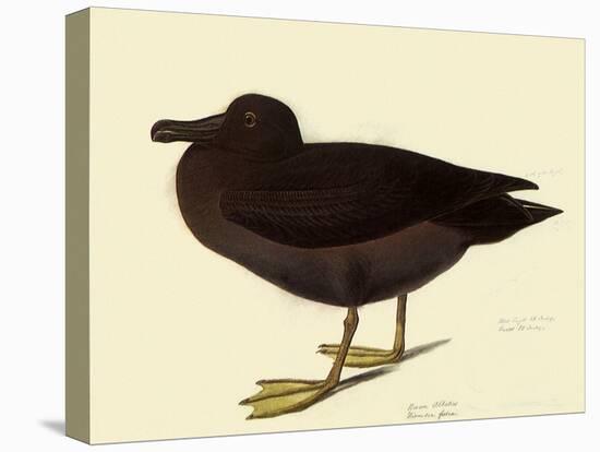 Sooty Albatross-John James Audubon-Premier Image Canvas