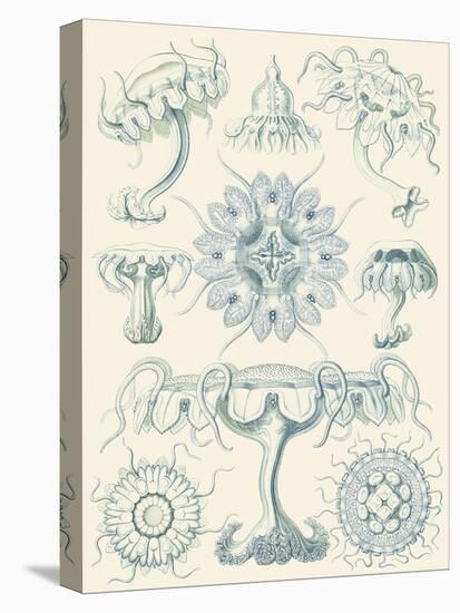 Sophisticated Sealife III-Ernst Haeckel-Stretched Canvas