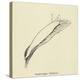 Sophtsluggia Glutinosa-Edward Lear-Premier Image Canvas