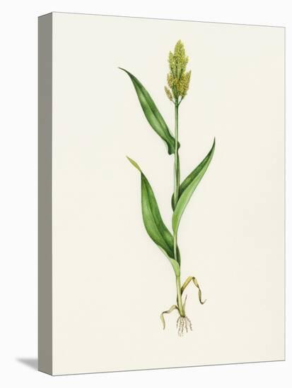 Sorghum (Sorghum Bicolor), Artwork-Lizzie Harper-Premier Image Canvas