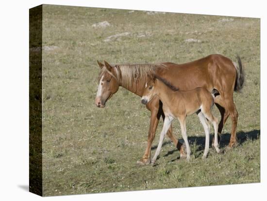 Sorrel Mare with Chestnut Filly, Pryor Mountains, Montana, USA-Carol Walker-Premier Image Canvas