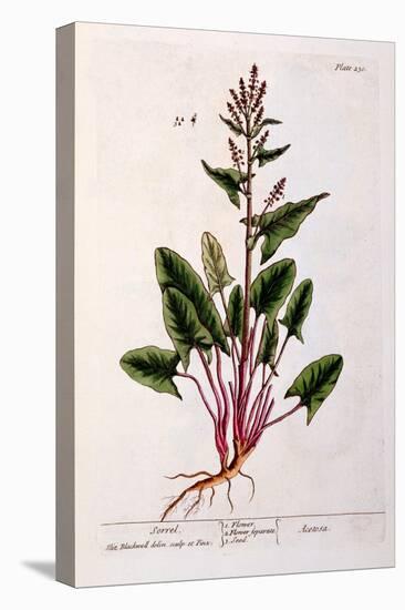 Sorrel, Plate 230 from 'A Curious Herbal', Published 1782-Elizabeth Blackwell-Premier Image Canvas