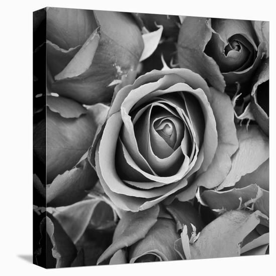 Sorrow Rose-zirconicusso-Stretched Canvas