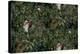 Sothern Bop Forest Green-Bill Jackson-Premier Image Canvas
