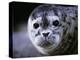 Soulful-Art Wolfe-Premier Image Canvas