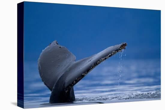 Sounding Humpback Whale, Alaska-Paul Souders-Premier Image Canvas