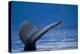 Sounding Humpback Whale, Alaska-Paul Souders-Premier Image Canvas