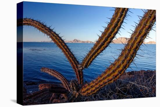 Sour pitaya cactus, Loreto Bay National Park-Claudio Contreras-Premier Image Canvas