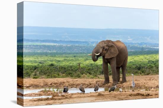 South Africa, Addo National Park, Elephant in the Water Hole-Catharina Lux-Premier Image Canvas
