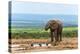 South Africa, Addo National Park, Elephant in the Water Hole-Catharina Lux-Premier Image Canvas