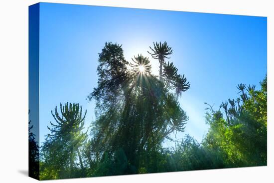 South Africa, Candelabra Aloe-Catharina Lux-Premier Image Canvas