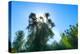 South Africa, Candelabra Aloe-Catharina Lux-Premier Image Canvas