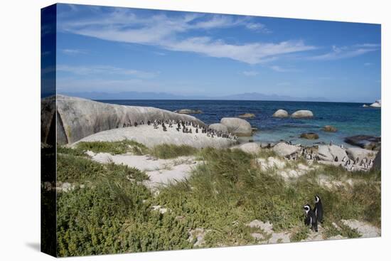 South Africa, Cape Town, Simon's Town, Boulders Beach. African penguin colony.-Cindy Miller Hopkins-Premier Image Canvas