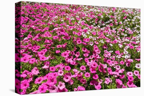 South Africa, Capetown, the Company's Garden, Petunias-Catharina Lux-Premier Image Canvas