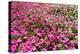 South Africa, Capetown, the Company's Garden, Petunias-Catharina Lux-Premier Image Canvas