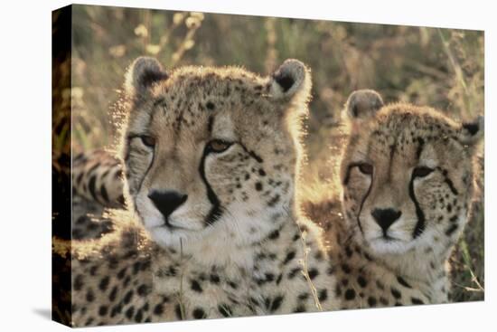 South Africa, Close-Up of Cheetahs-Amos Nachoum-Premier Image Canvas