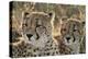 South Africa, Close-Up of Cheetahs-Amos Nachoum-Premier Image Canvas