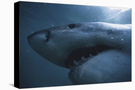 South Africa, Close Up of Great White Shark-Stuart Westmorland-Premier Image Canvas