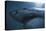 South Africa, Close Up of Great White Shark-Stuart Westmorland-Premier Image Canvas