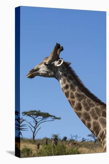 South Africa, Durban, Tala Game Reserve. Giraffe, Head Detail-Cindy Miller Hopkins-Premier Image Canvas