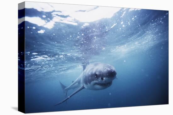 South Africa, Great White Shark Swimming in Sea-Stuart Westmorland-Premier Image Canvas