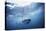 South Africa, Great White Shark Swimming in Sea-Stuart Westmorland-Premier Image Canvas