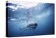 South Africa, Great White Shark Swimming in Sea-Stuart Westmorland-Premier Image Canvas