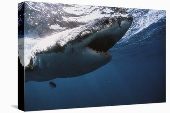 South Africa, Great White Shark with its Mouth Open-Stuart Westmorland-Premier Image Canvas