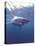 South Africa Great White Shark-Michele Westmorland-Premier Image Canvas