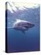 South Africa Great White Shark-Michele Westmorland-Premier Image Canvas