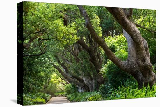 South Africa, 'Kirstenbosch', Avenue of Camphorwood-Catharina Lux-Premier Image Canvas