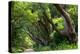 South Africa, 'Kirstenbosch', Avenue of Camphorwood-Catharina Lux-Premier Image Canvas