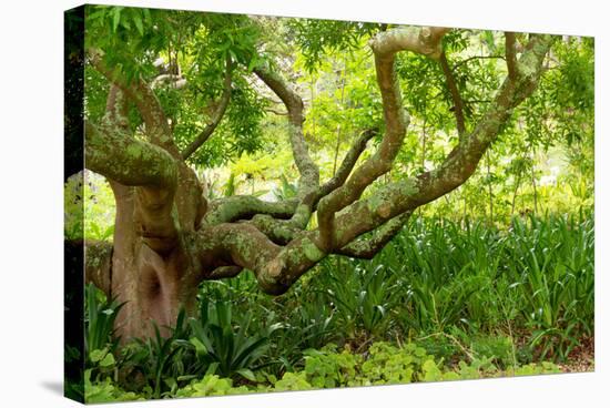 South Africa, 'Kirstenbosch', Camphorwood-Catharina Lux-Premier Image Canvas