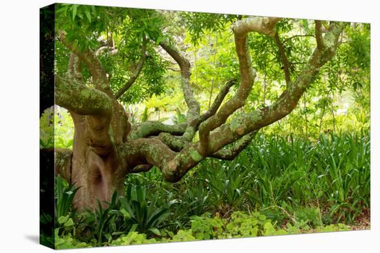 South Africa, 'Kirstenbosch', Camphorwood-Catharina Lux-Premier Image Canvas