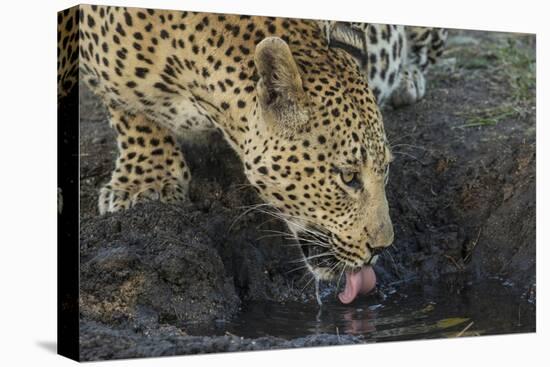 South Africa. Leopard Drinking from a Waterhole-Jaynes Gallery-Premier Image Canvas