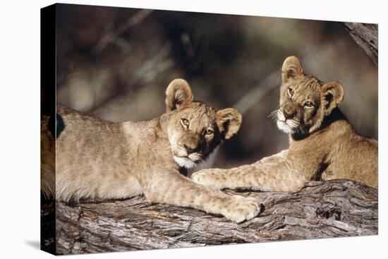 South Africa, Lion Cubs-Amos Nachoum-Premier Image Canvas