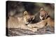 South Africa, Lion Cubs-Amos Nachoum-Premier Image Canvas