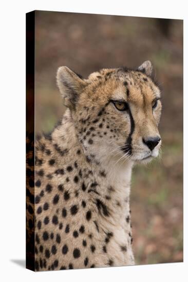 South Africa, Pretoria, Ann van Dyk Cheetah Center. Cheetah.-Cindy Miller Hopkins-Premier Image Canvas