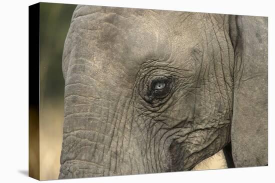 South Africa. Very Rare Blue-Eyed Elephant-Jaynes Gallery-Premier Image Canvas