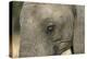 South Africa. Very Rare Blue-Eyed Elephant-Jaynes Gallery-Premier Image Canvas